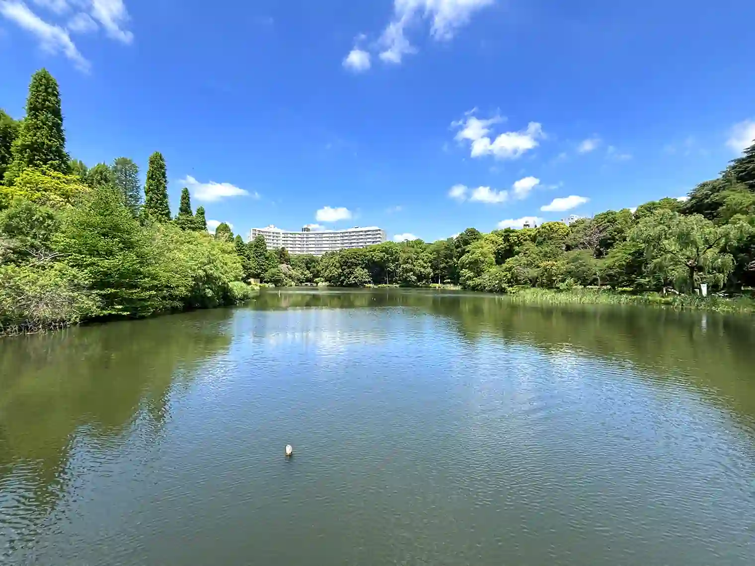 井の頭池
