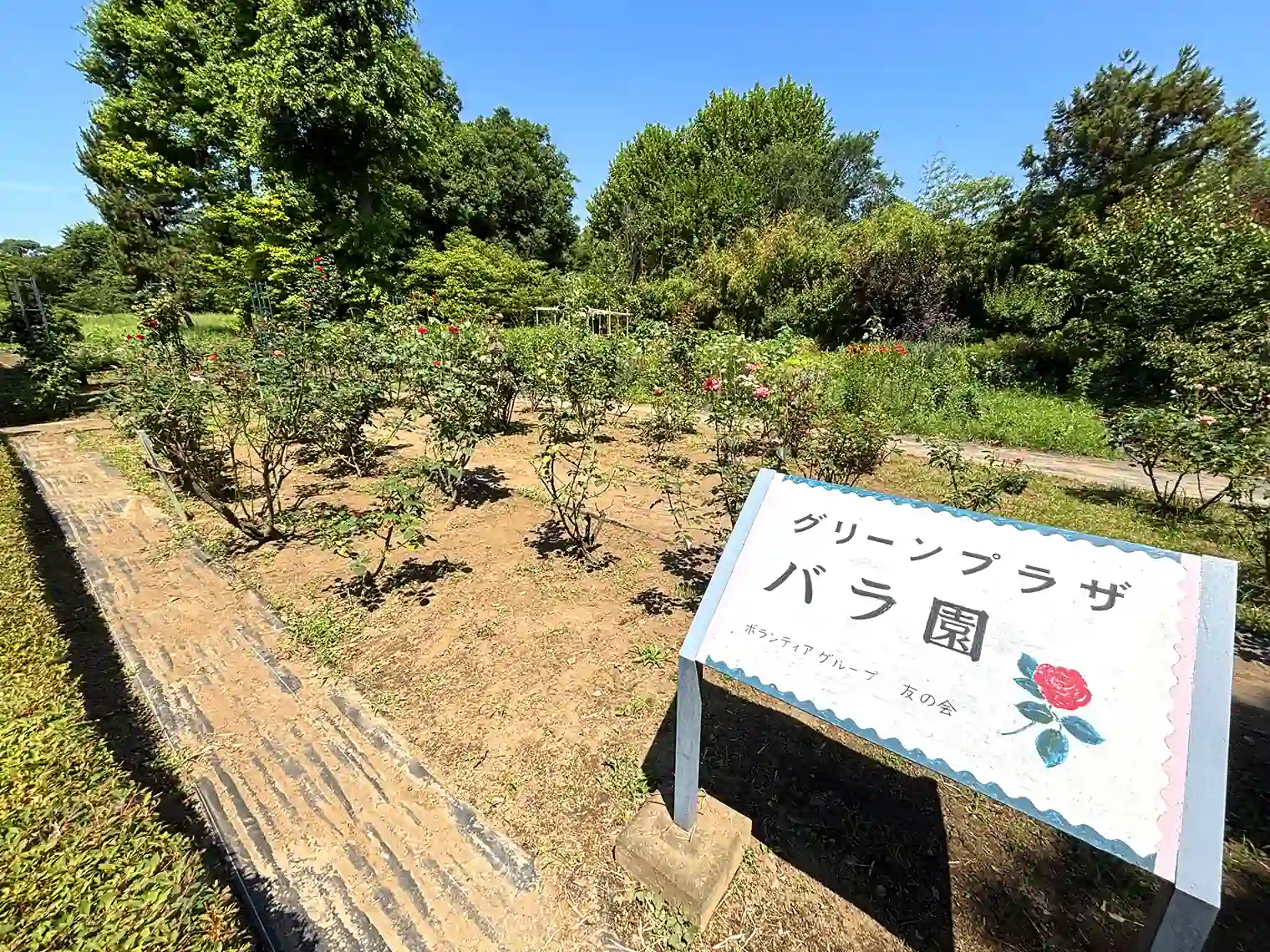バラ園（グリーンプラザ）