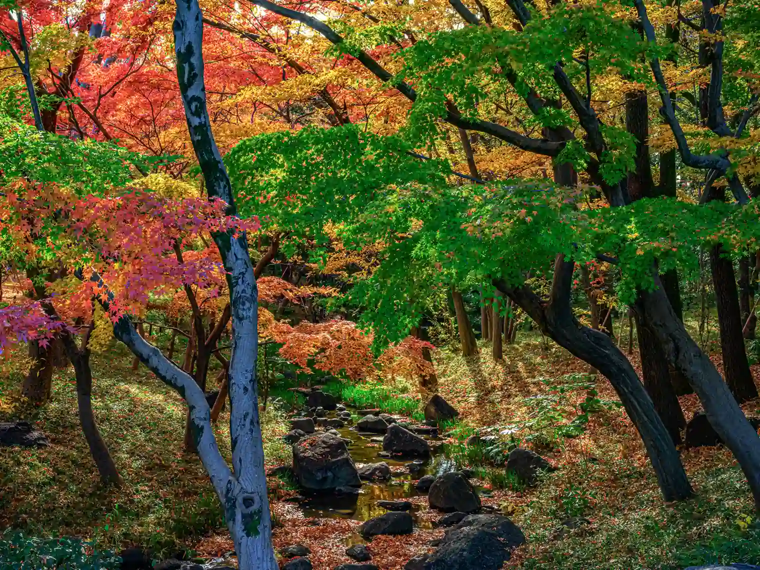 渓流と紅葉［PIXTA画像］