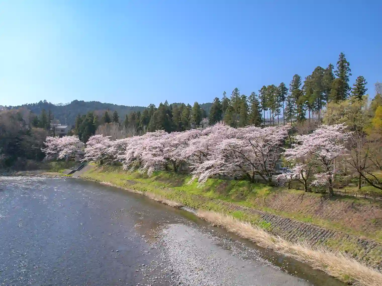 多摩川と桜［PIXTA画像］