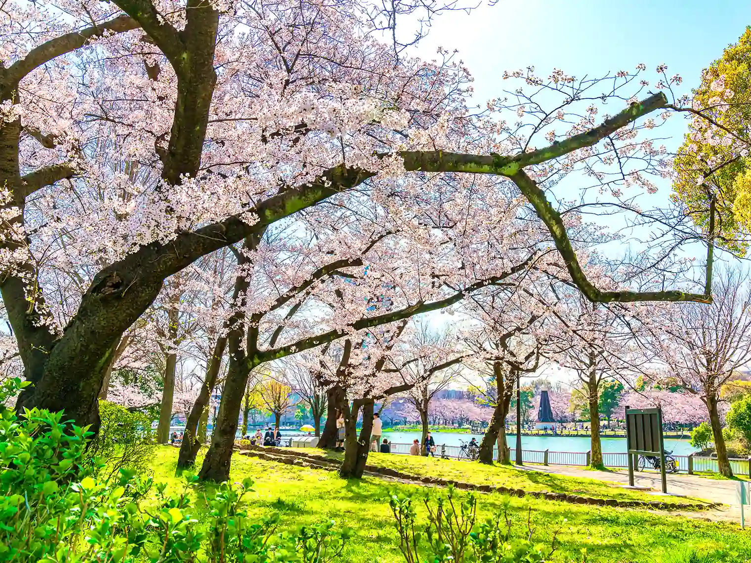 桜［PIXTA画像］