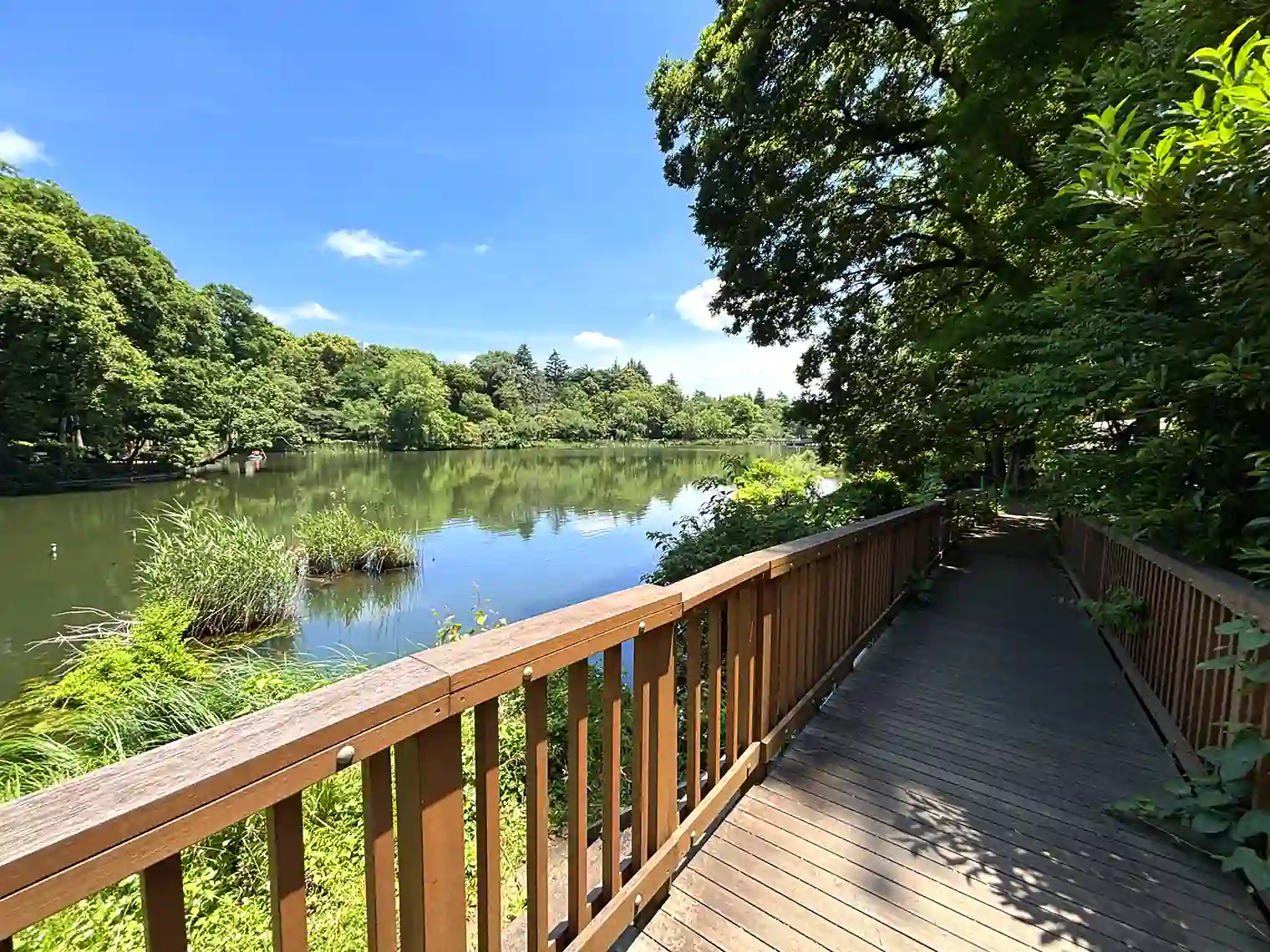 水生物園（分園）内から見る井の頭池