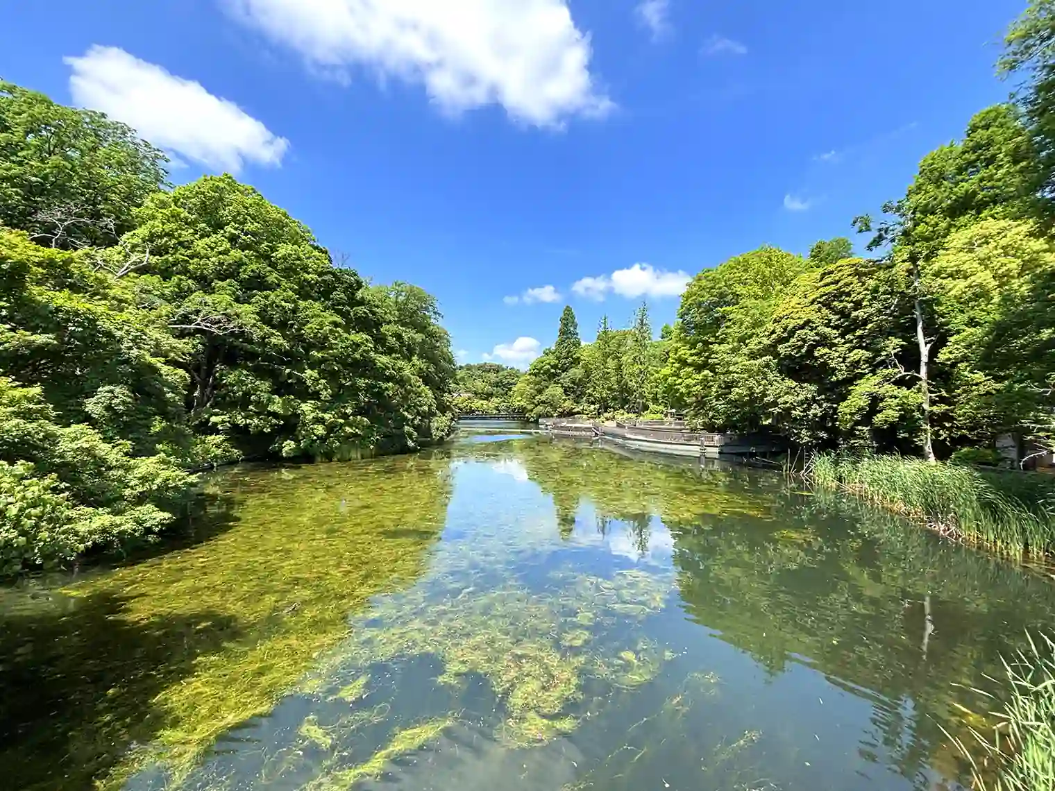 井の頭池