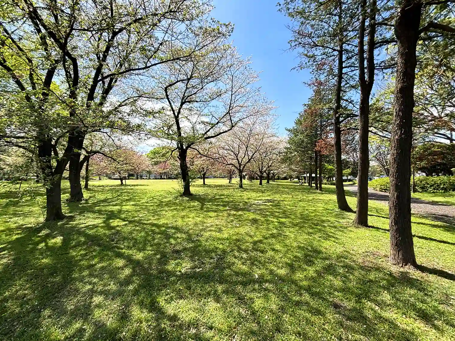 芝生広場（D地区）