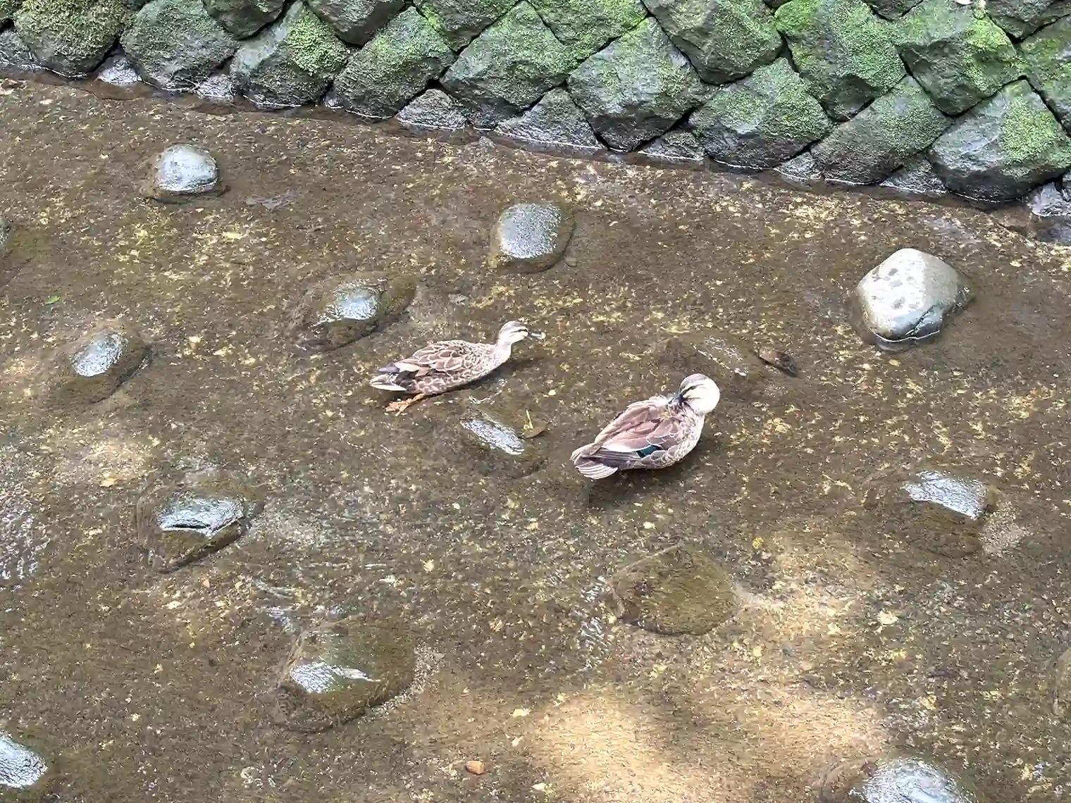 カモ