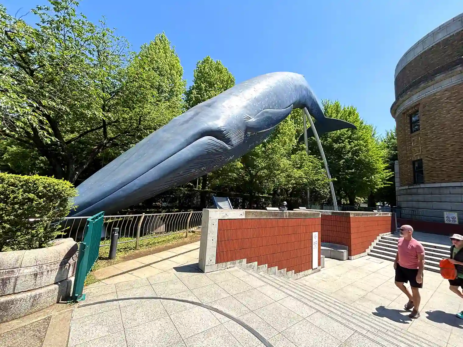 世界最大の動物「シロナガスクジラの像」（国立科学博物館）