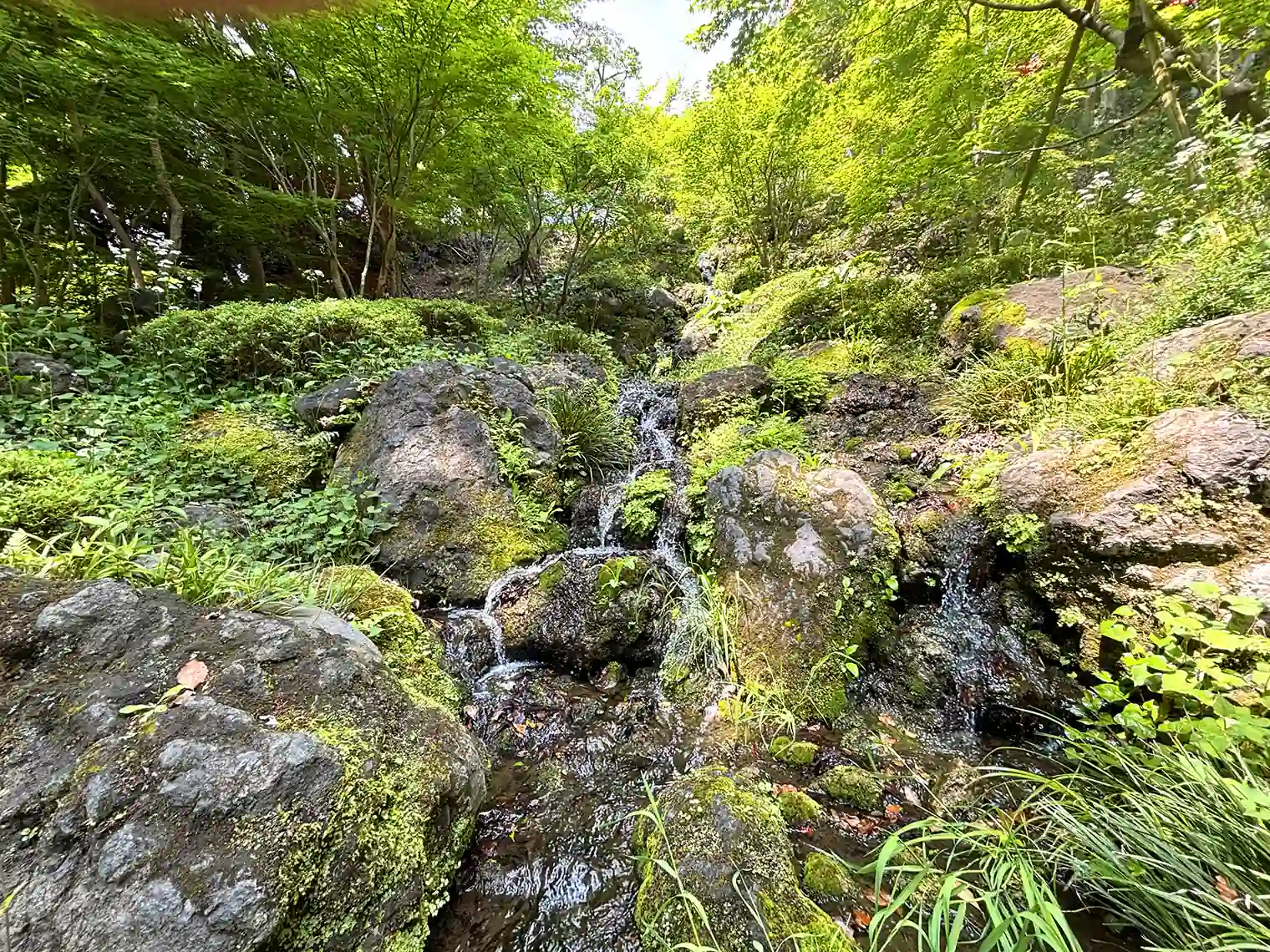 もみじ谷の紅葉滝（19号地）