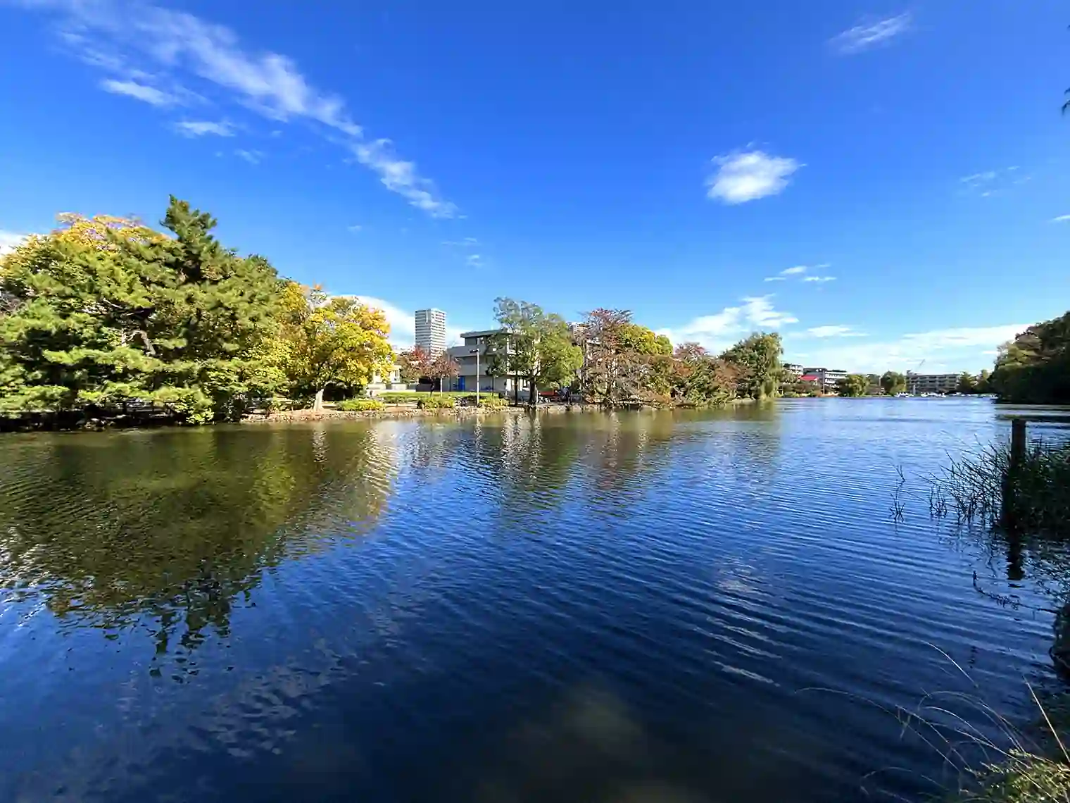 石神井池