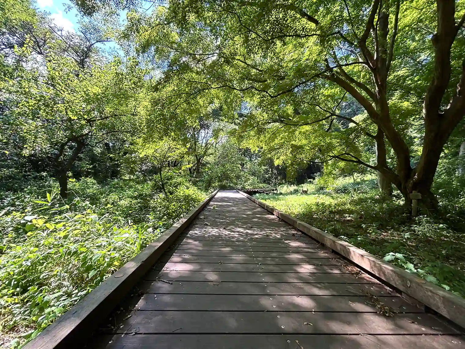 自然観察園の木製遊歩道