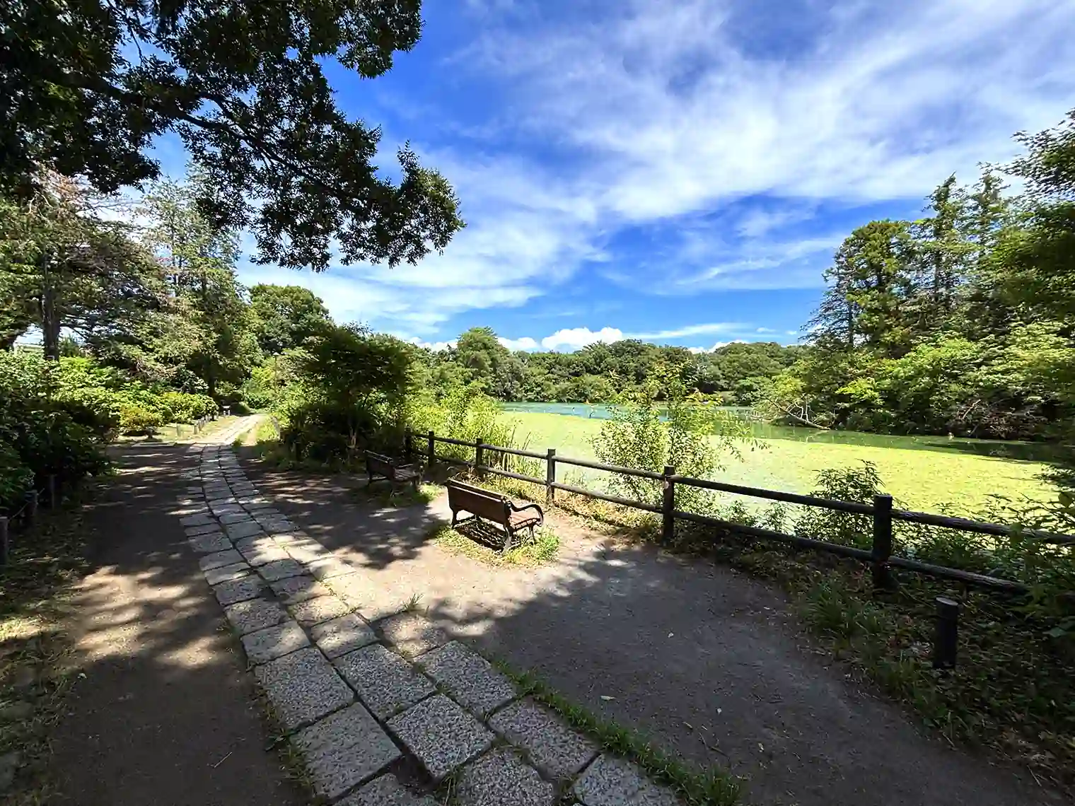 善福寺池（上の池）を囲む遊歩道