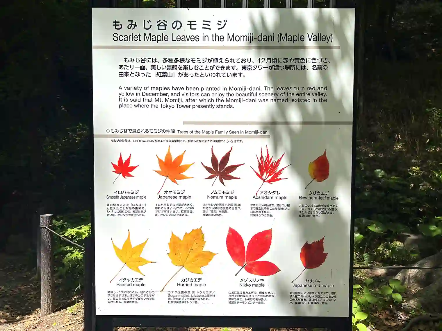 もみじ谷のモミジ