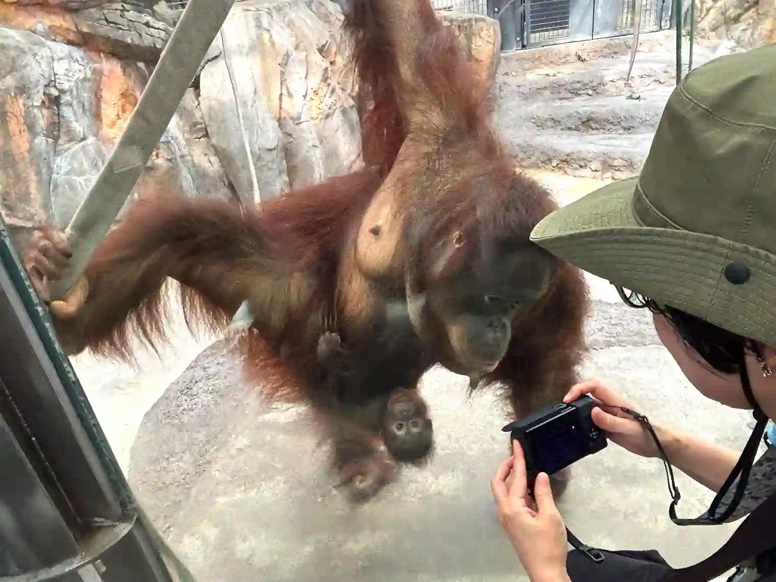 子供を抱いてるオランウータン