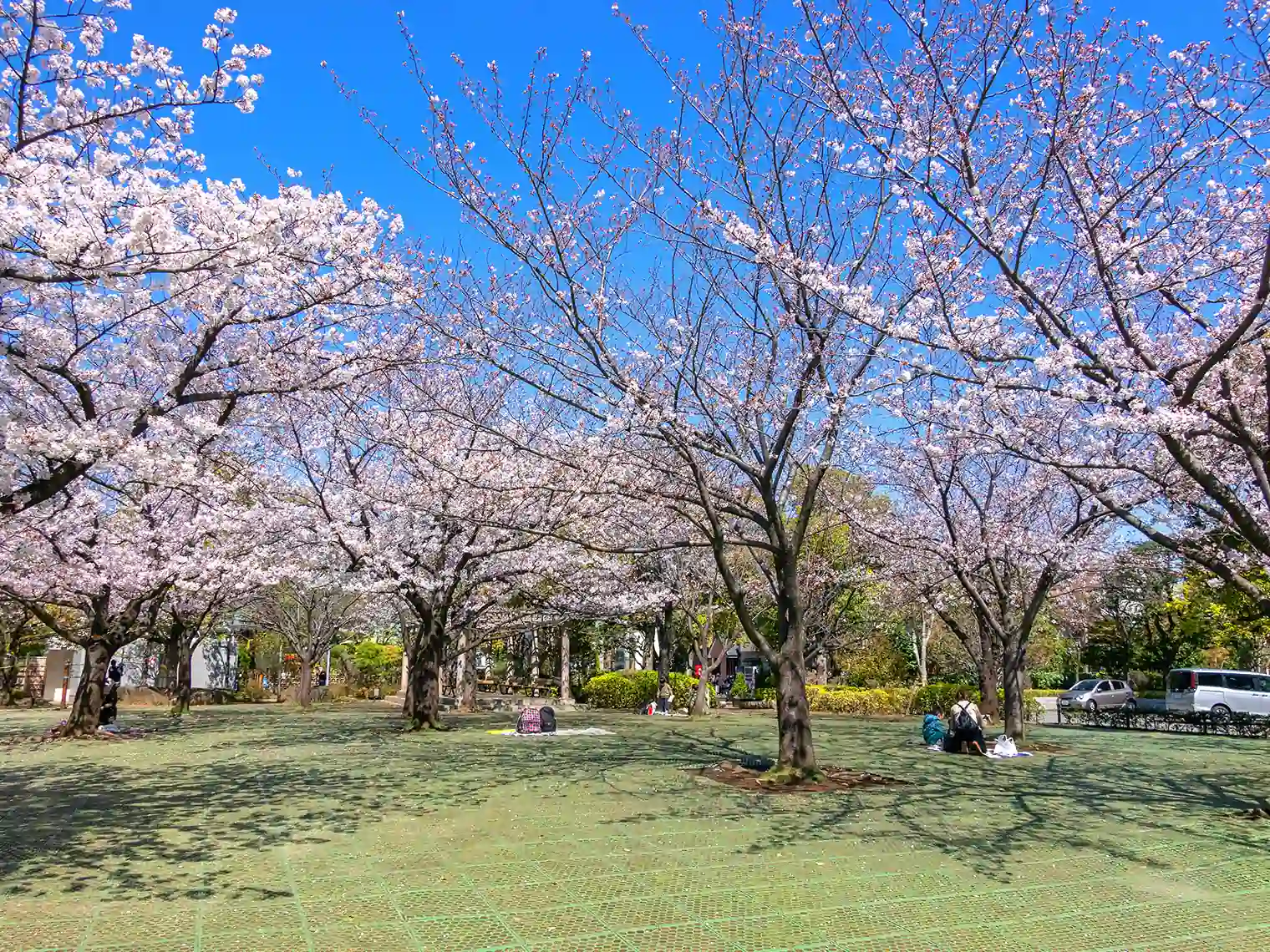 桜広場［PIXTA画像］