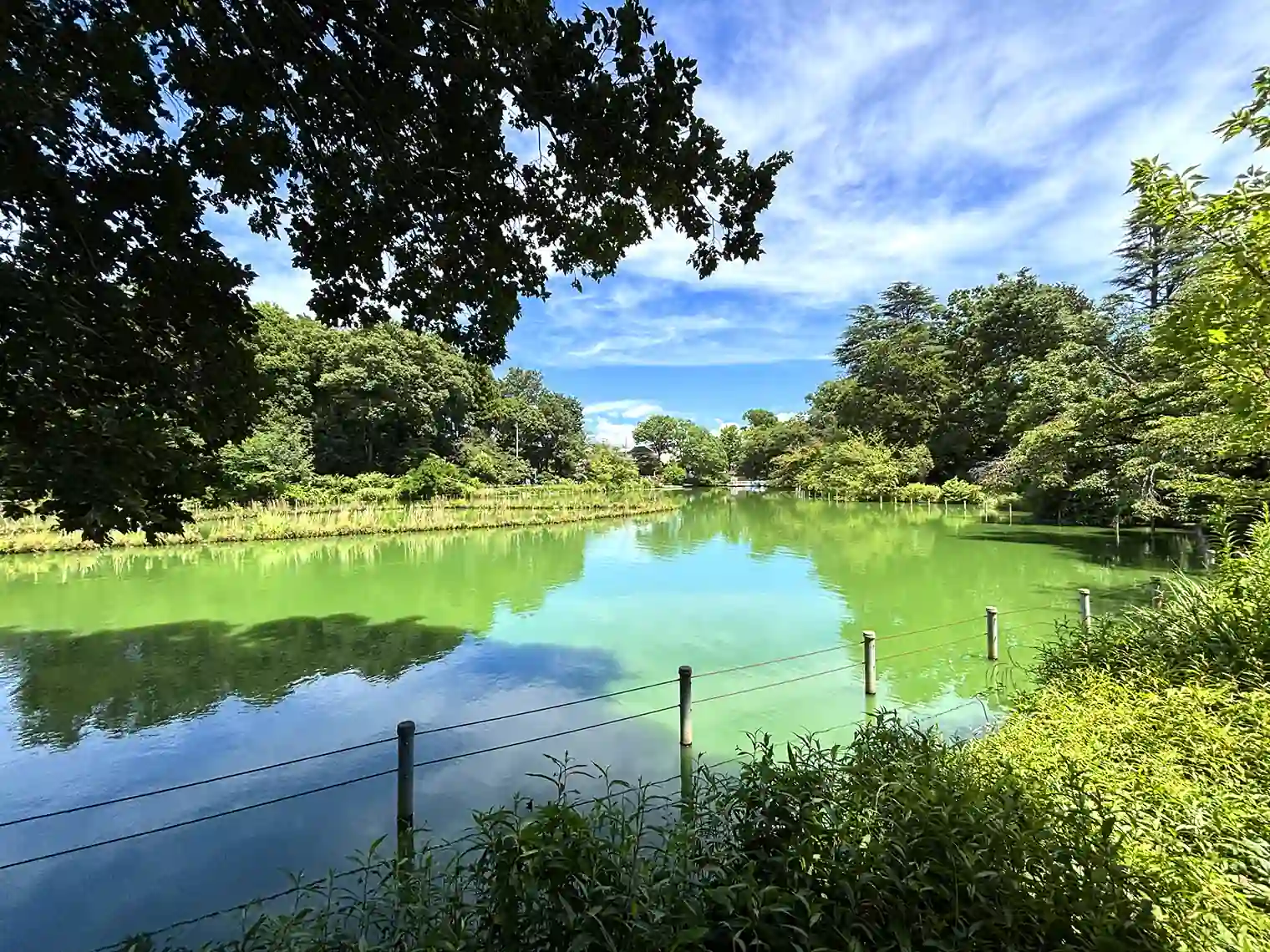 善福寺池（上の池）
