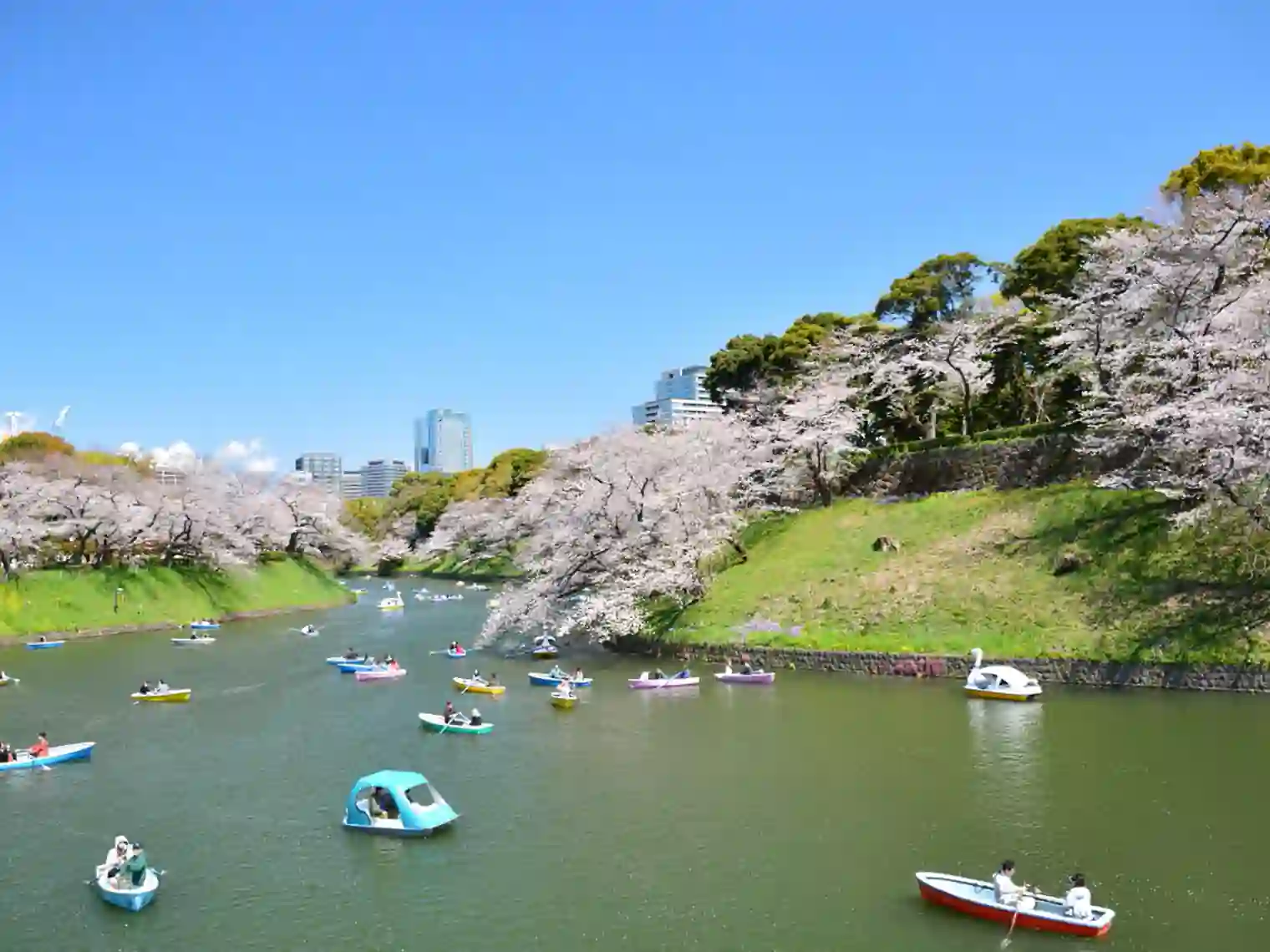 千鳥ヶ淵の桜とボート
