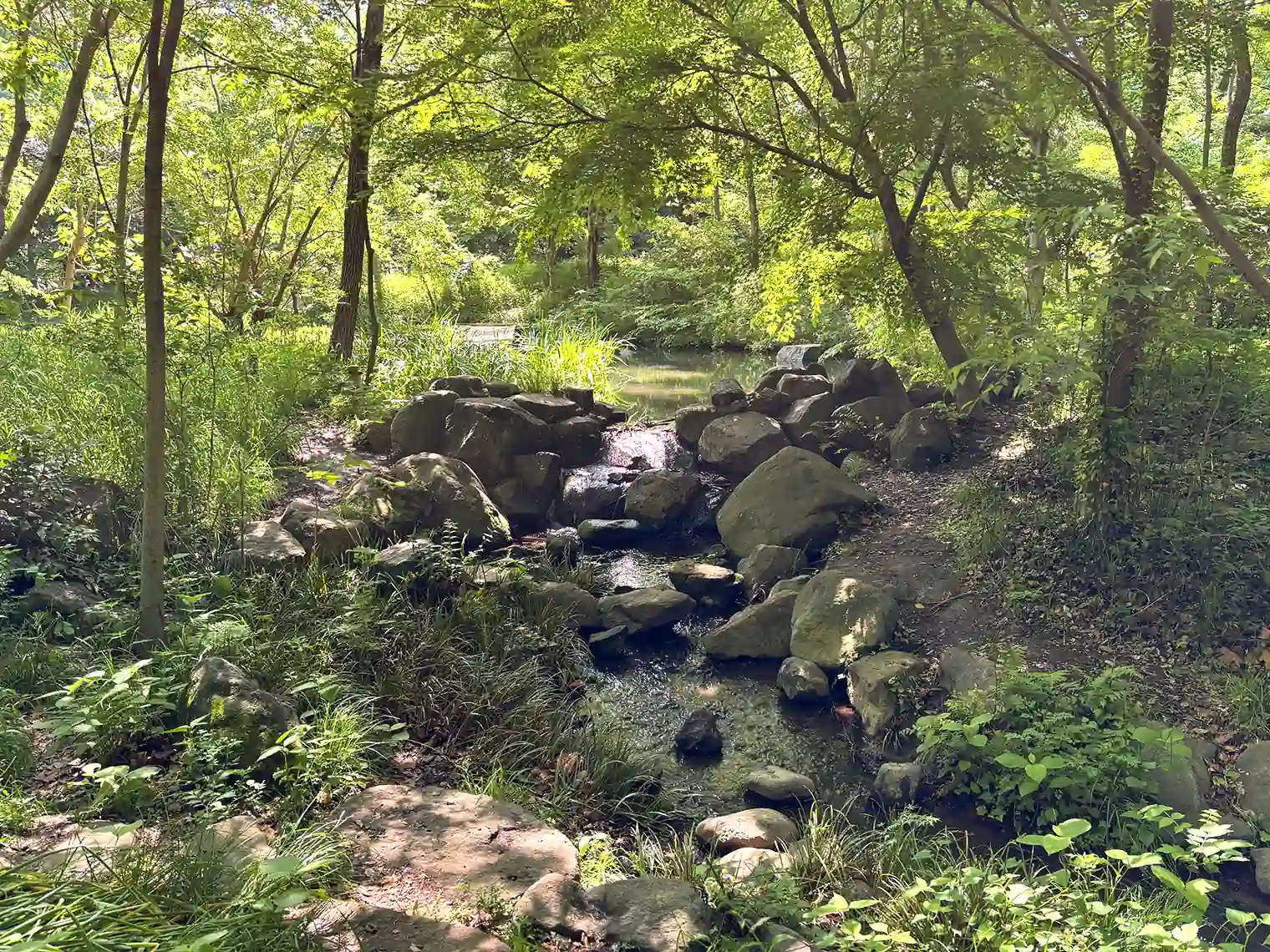 森の池の八つ橋（北エリア）