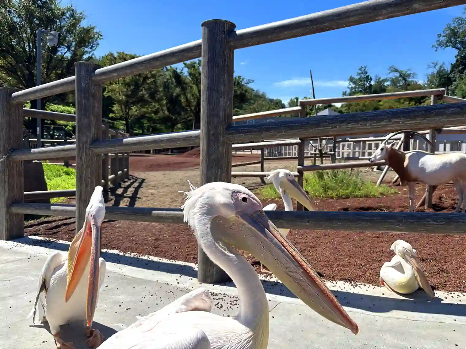 モモイロペリカン