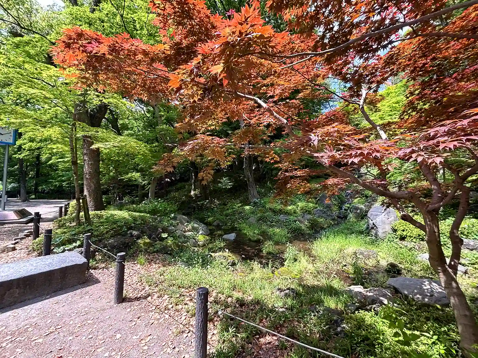 もみじ谷（19号地）