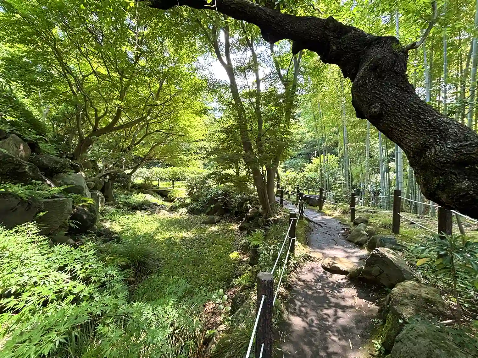 園路（日本庭園）