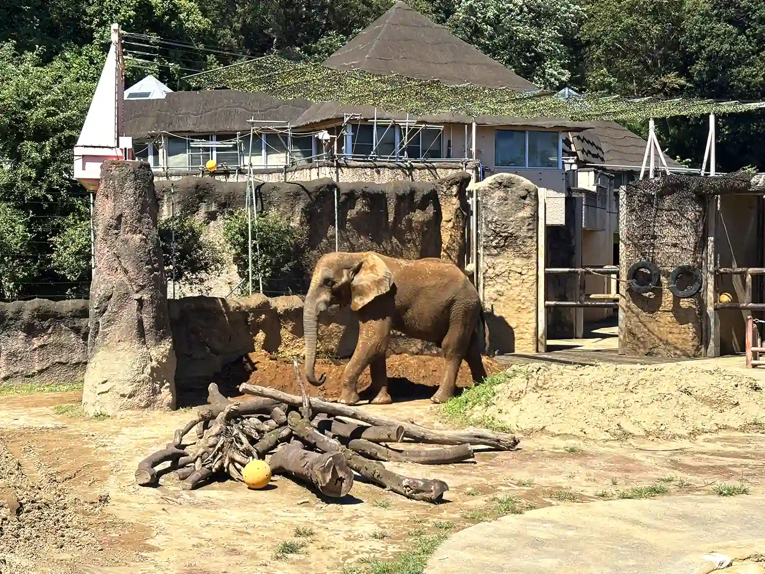 アフリカゾウ