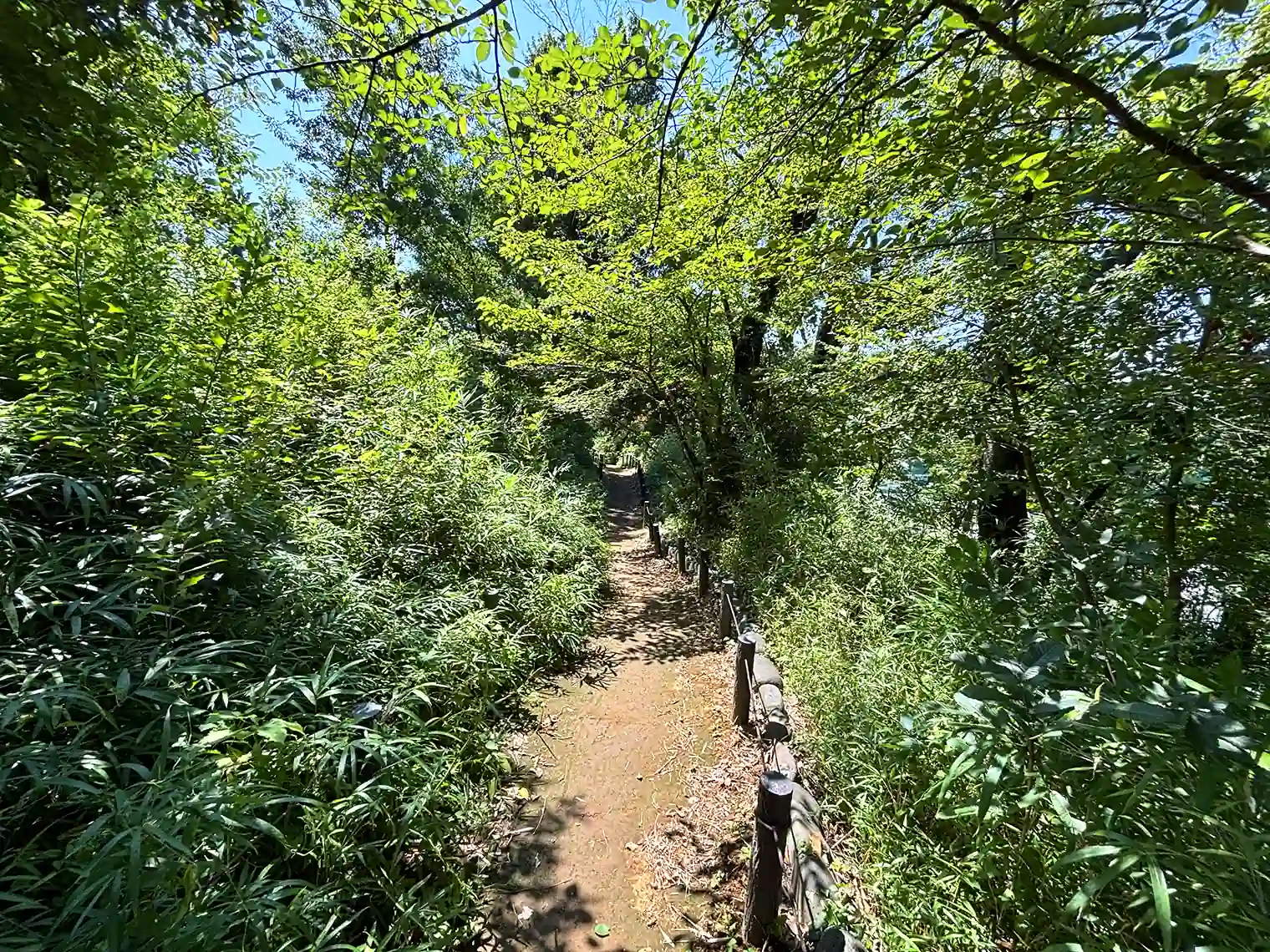 桜山の山道
