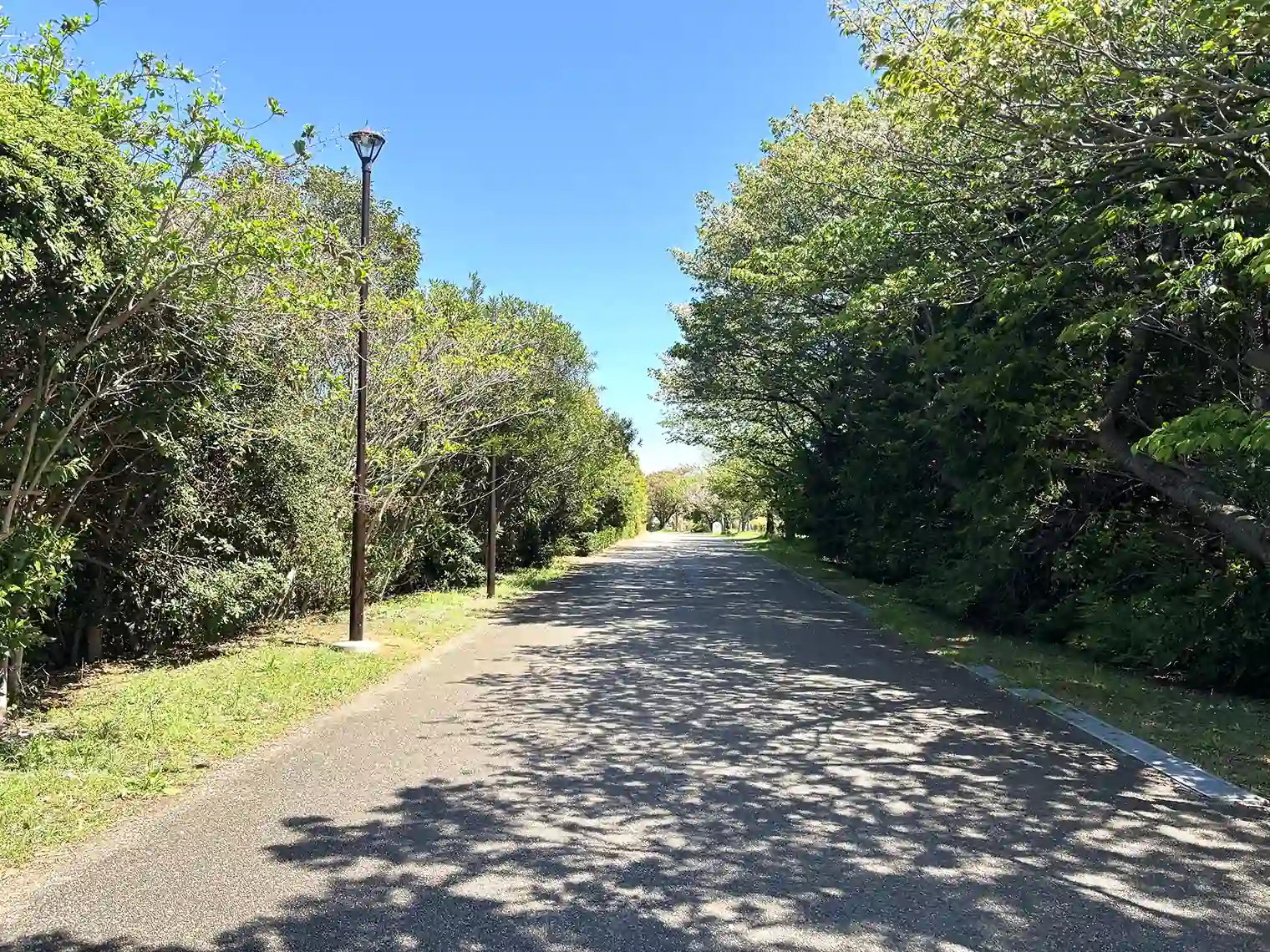 鳥類園へ向かう遊歩道