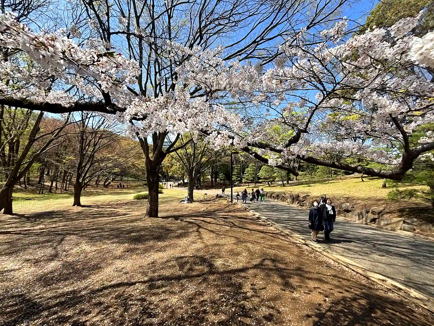 遊歩道（丘の広場）