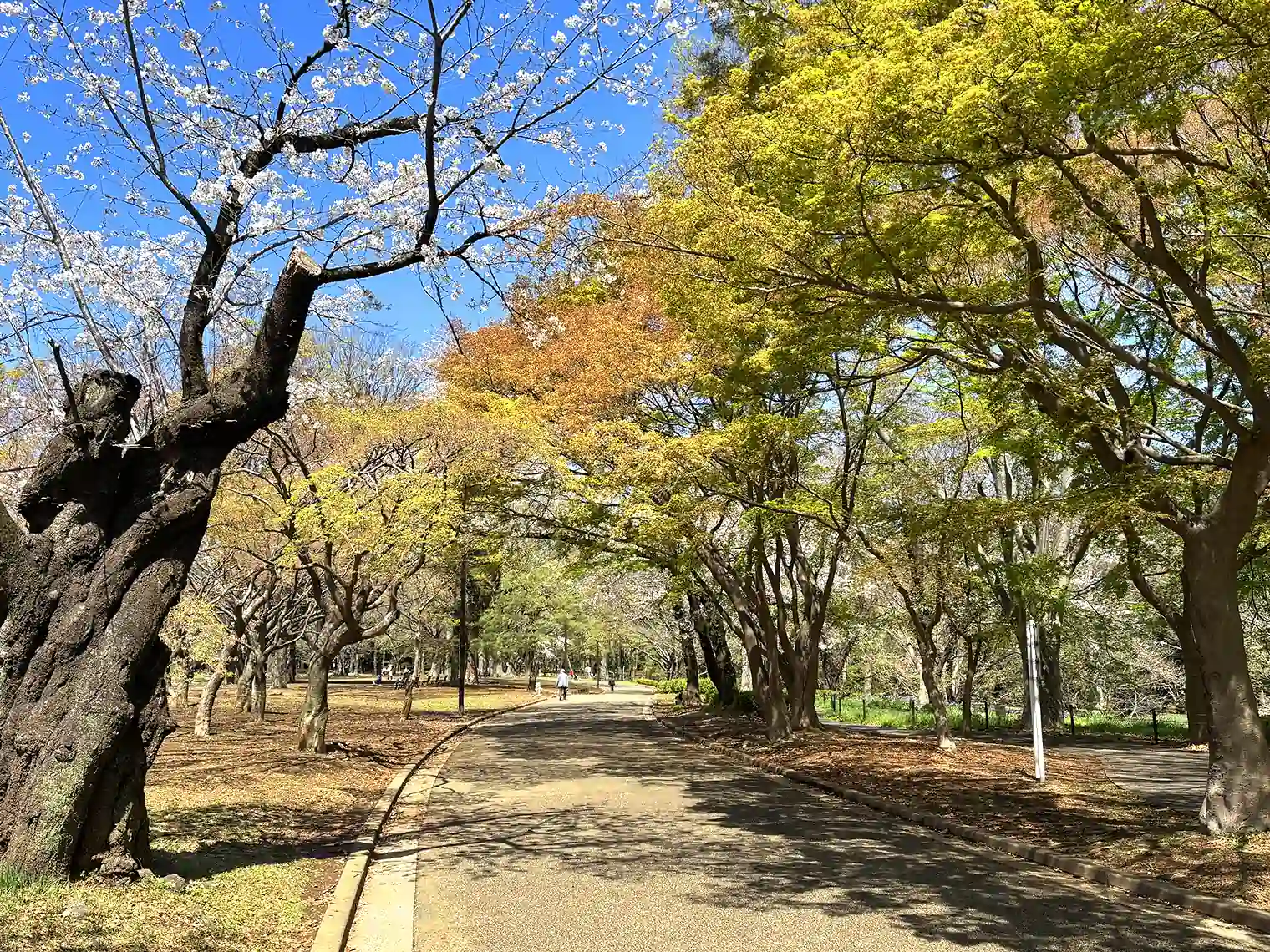 遊歩道