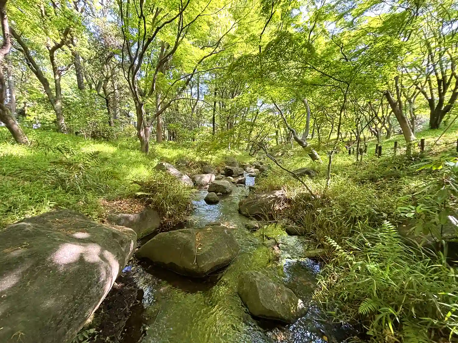 渓流