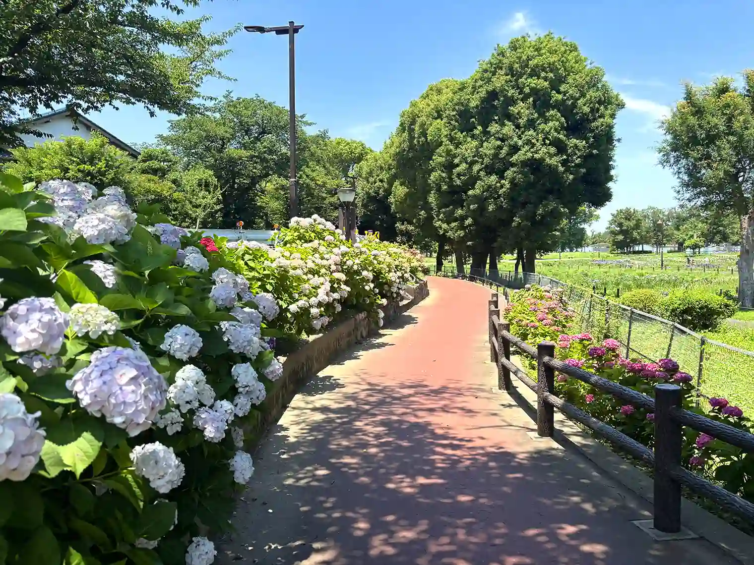 あじさいと遊歩道