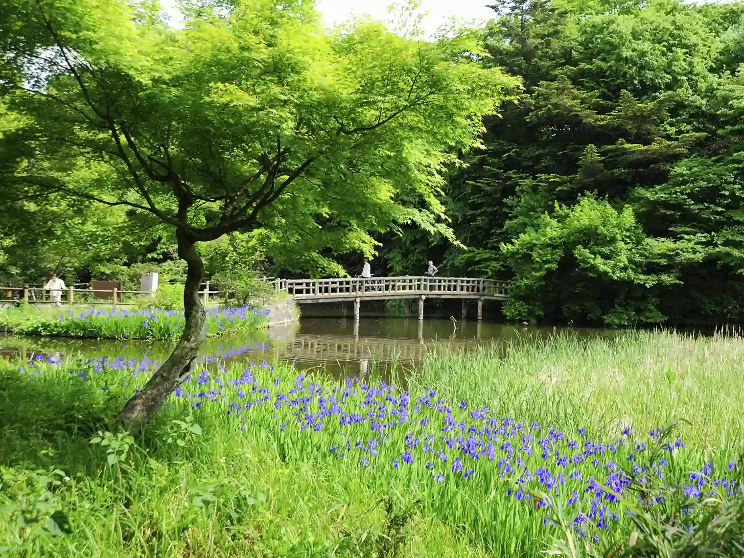 三宝寺池にかかる橋［PIXTA画像］