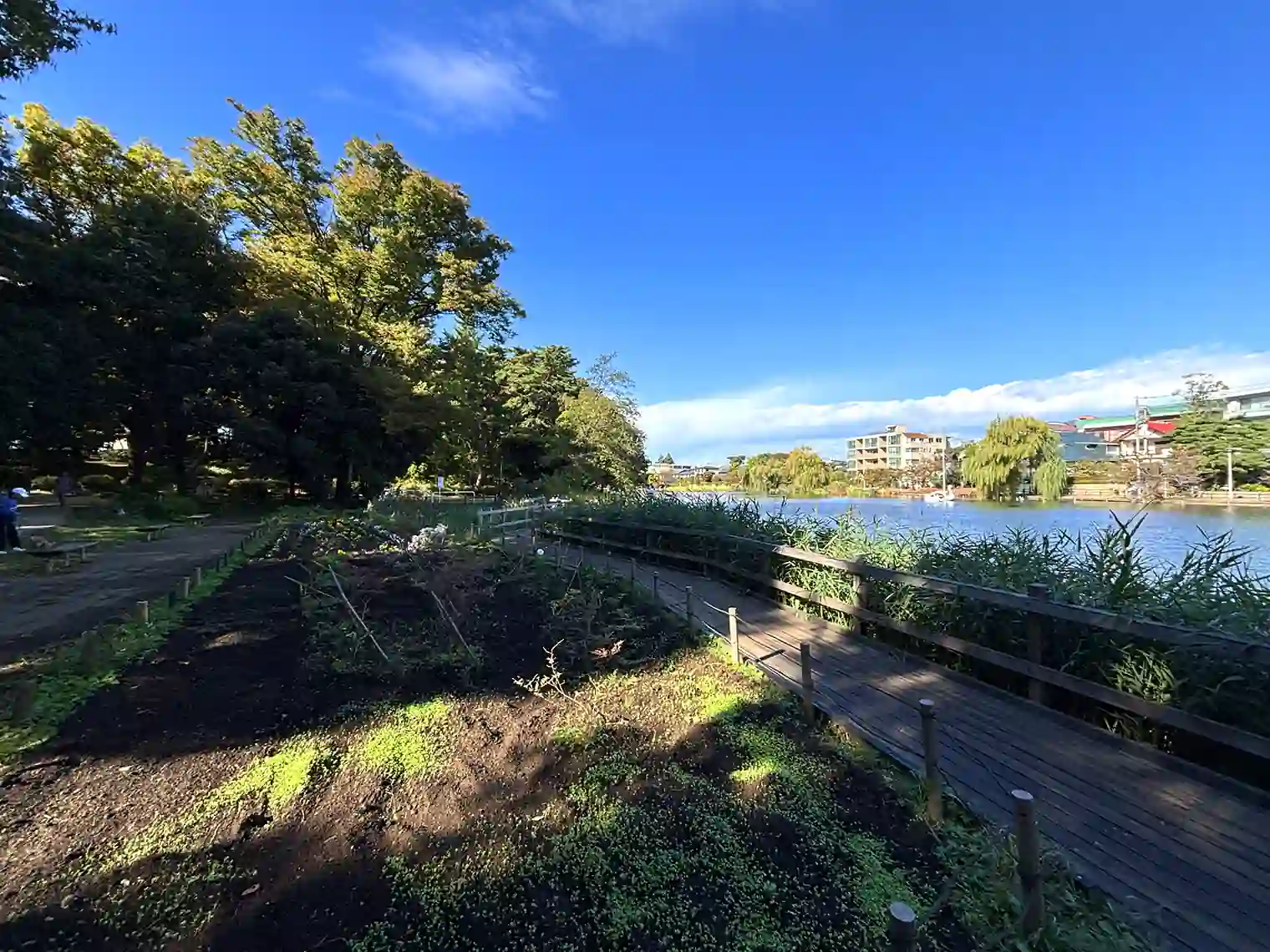 石神井池沿いの木道