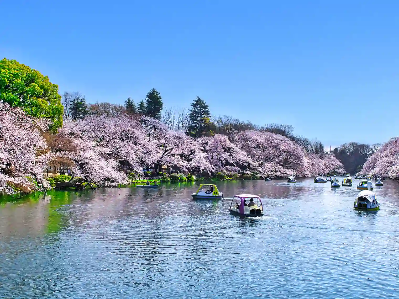 桜満開の井の頭池［PIXTA画像］
