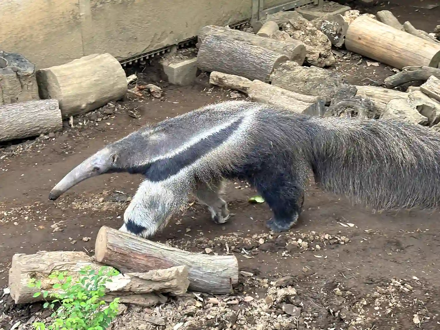 オオアリクイ