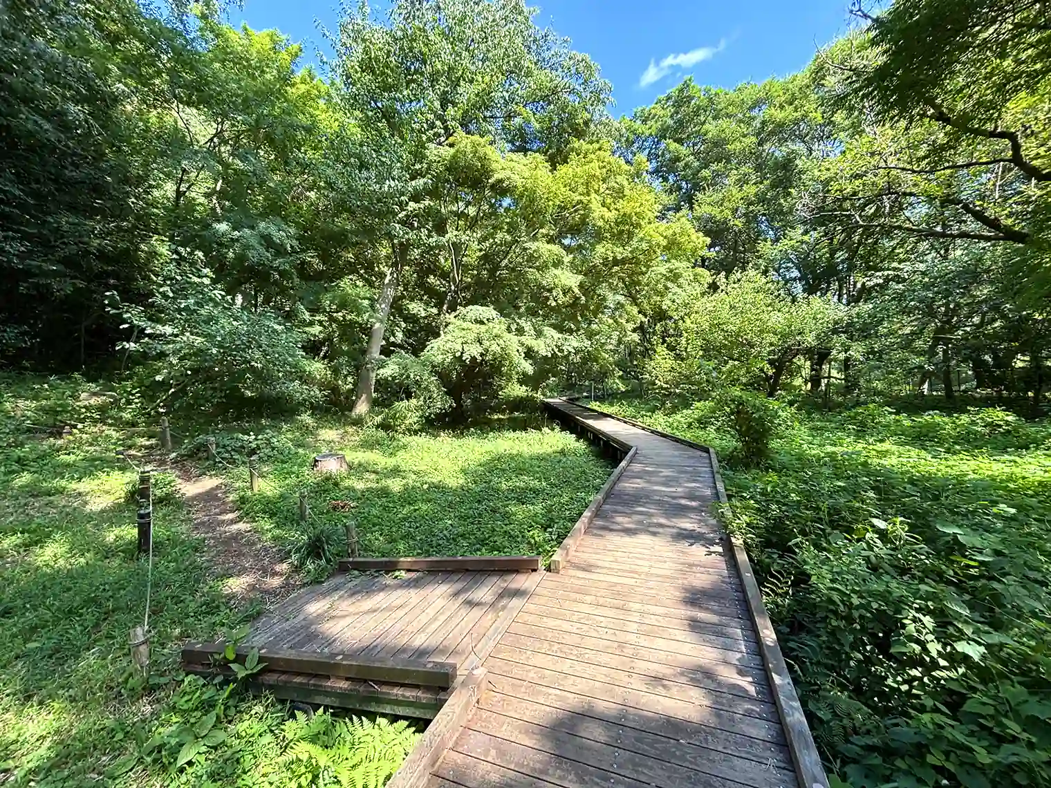 自然観察園の木製遊歩道