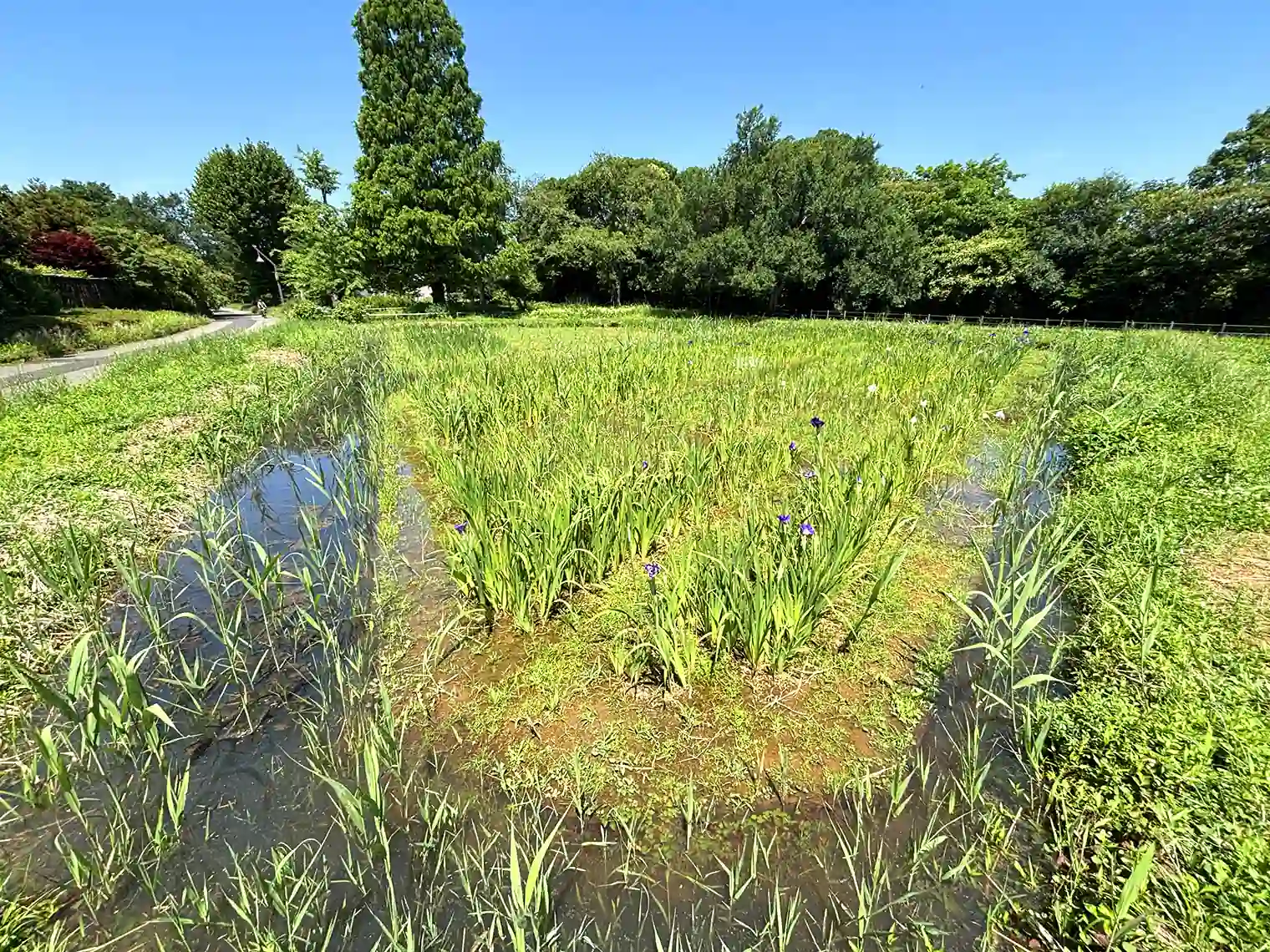 水生植物園エリア