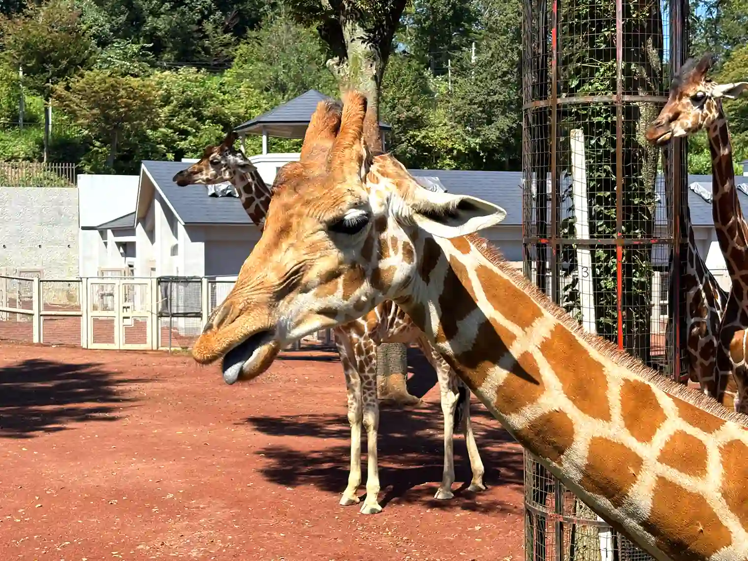 キリン