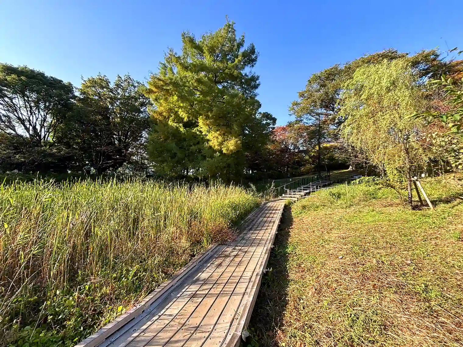 木道