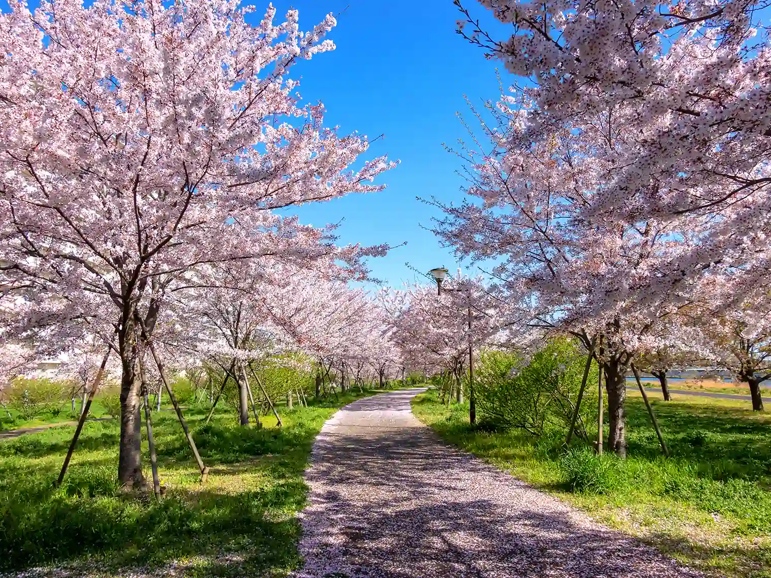 小松川千本桜の通り（自由の広場エリア）［PIXTA画像］