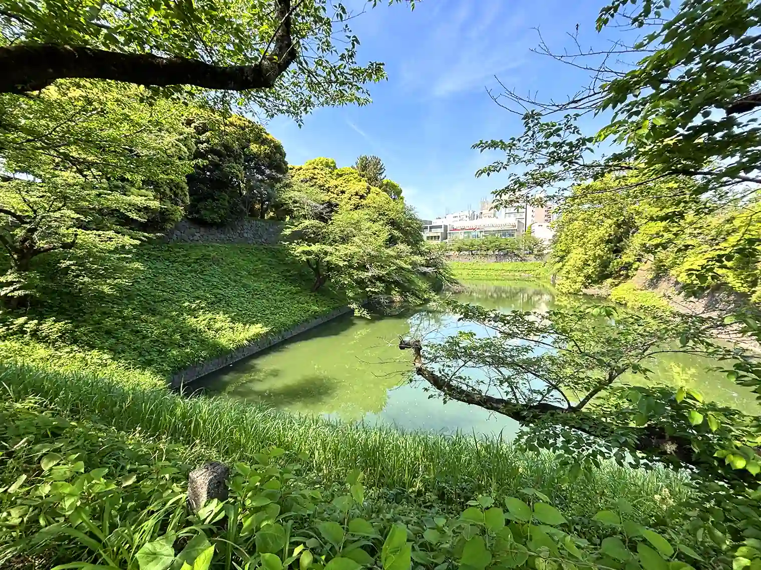 千鳥ヶ淵