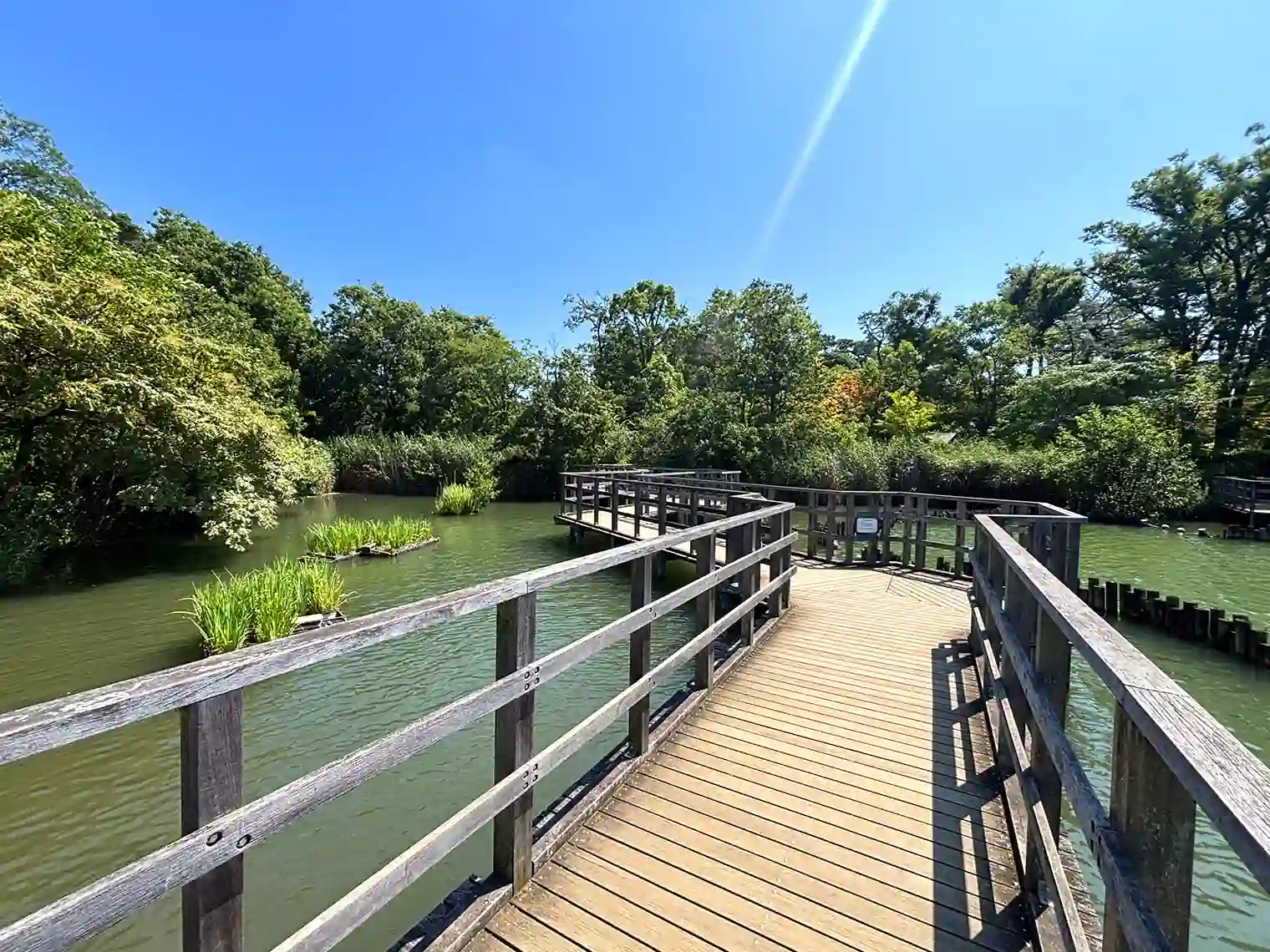 水生植物園の木道