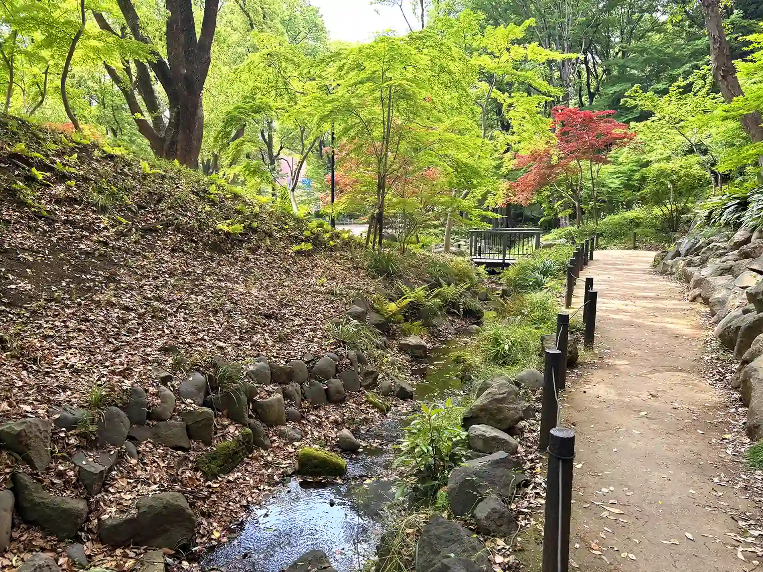 もみじ谷（19号地）