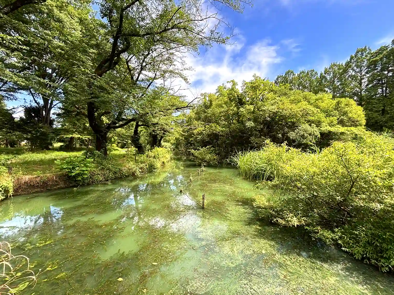 善福寺池（下の池）