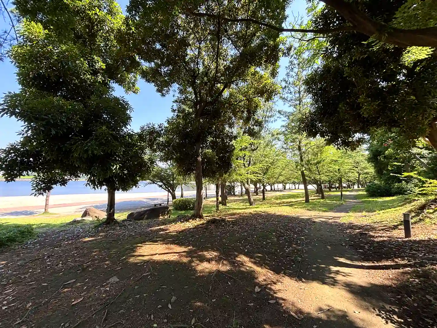 おだいばビーチ沿いの緑道