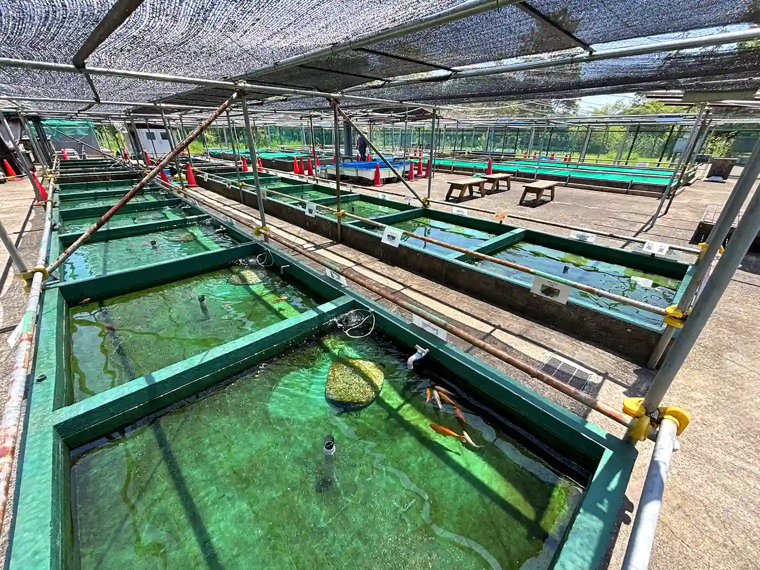 葛飾区金魚展示場
