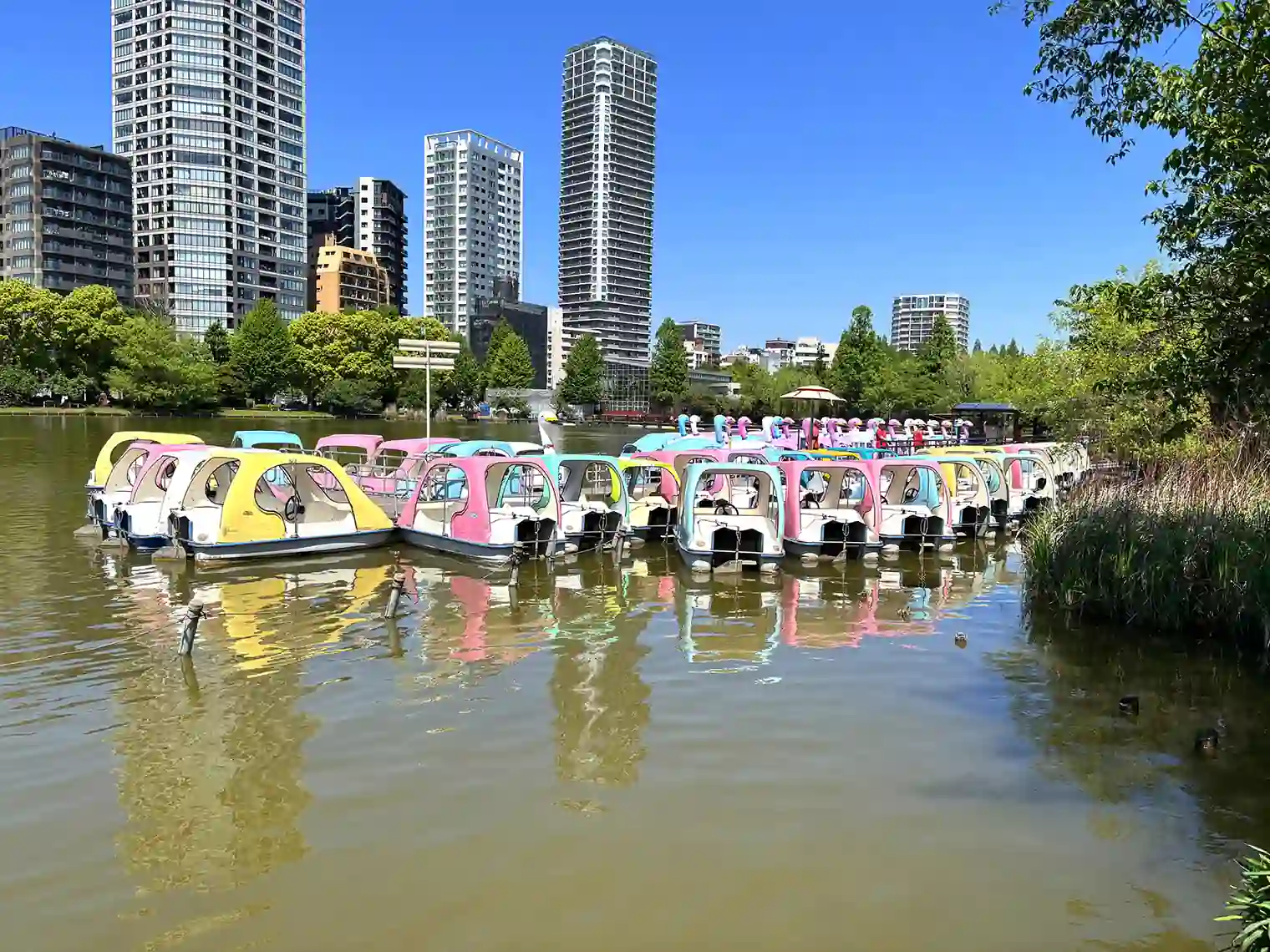 不忍池のスワンボート