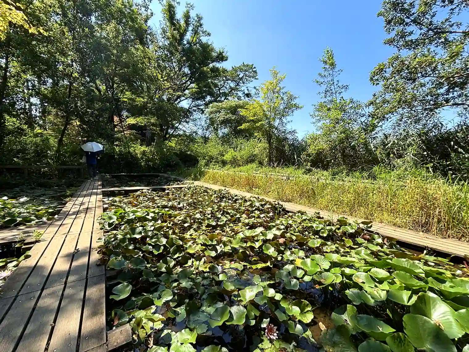 水生植物園