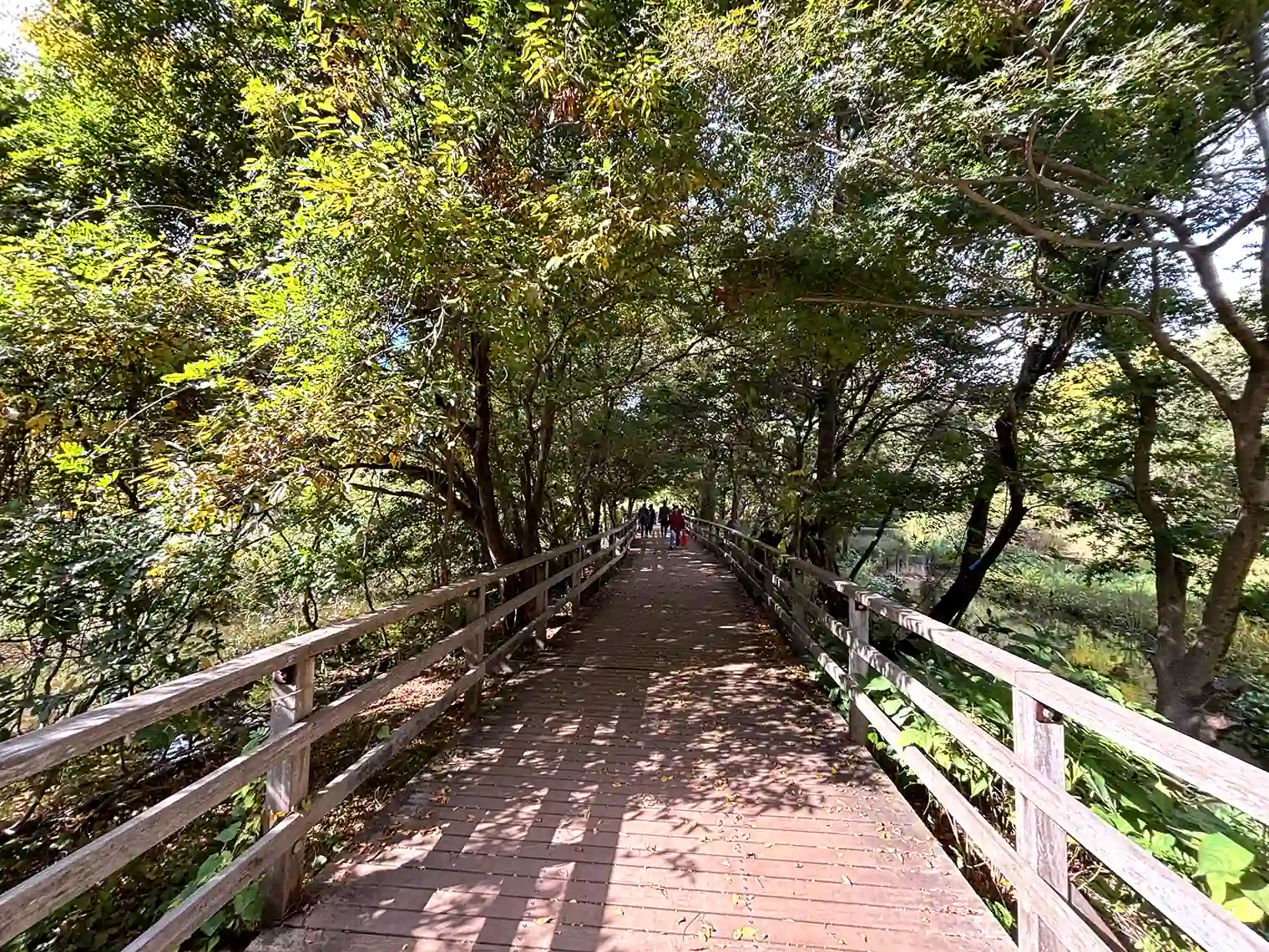 木道