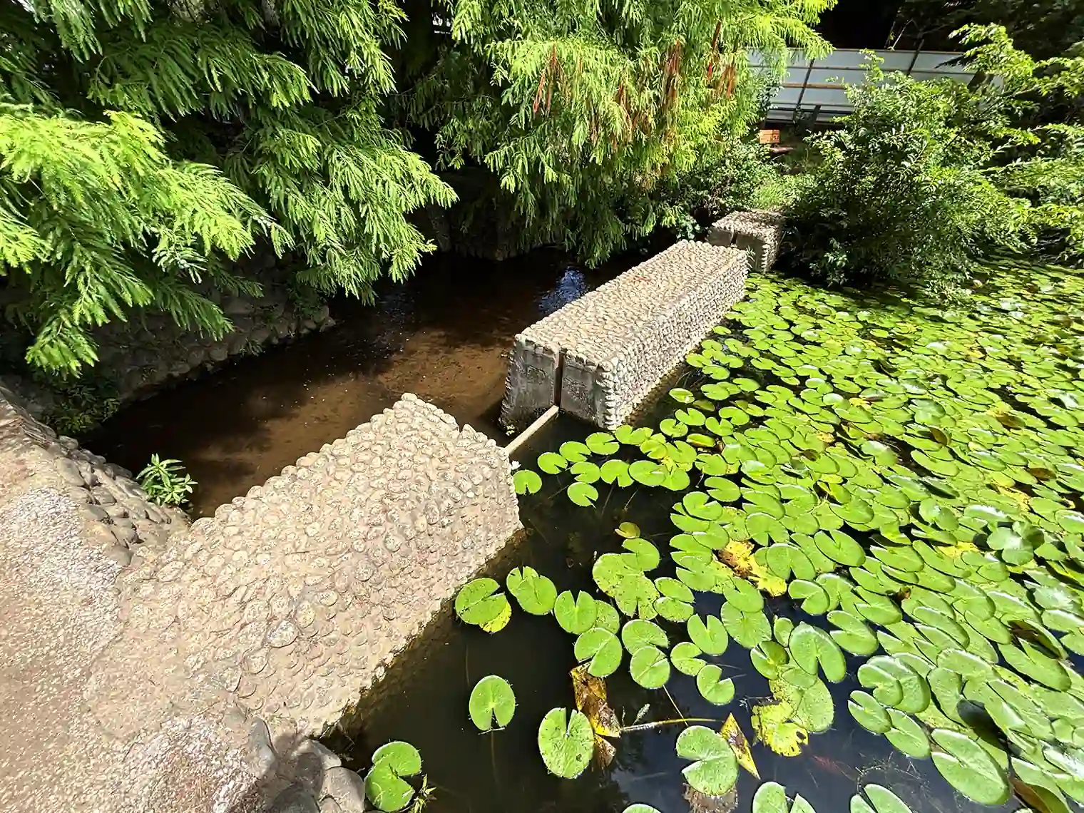 善福寺池（下の池）