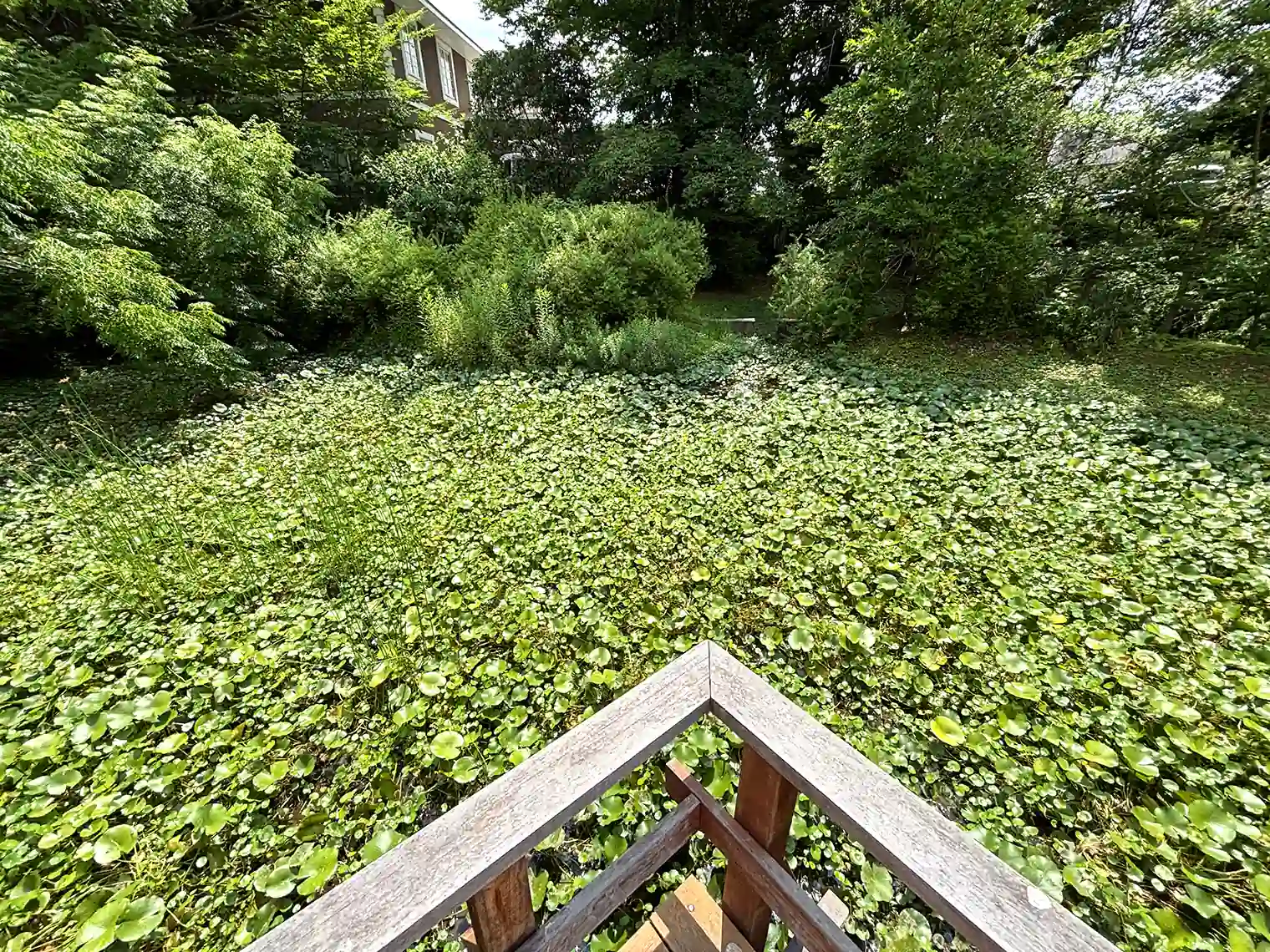 水生植物園